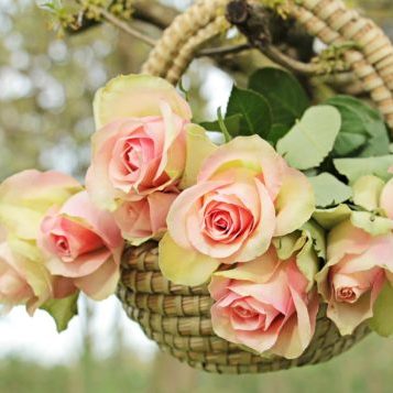 roses-2205009_1920